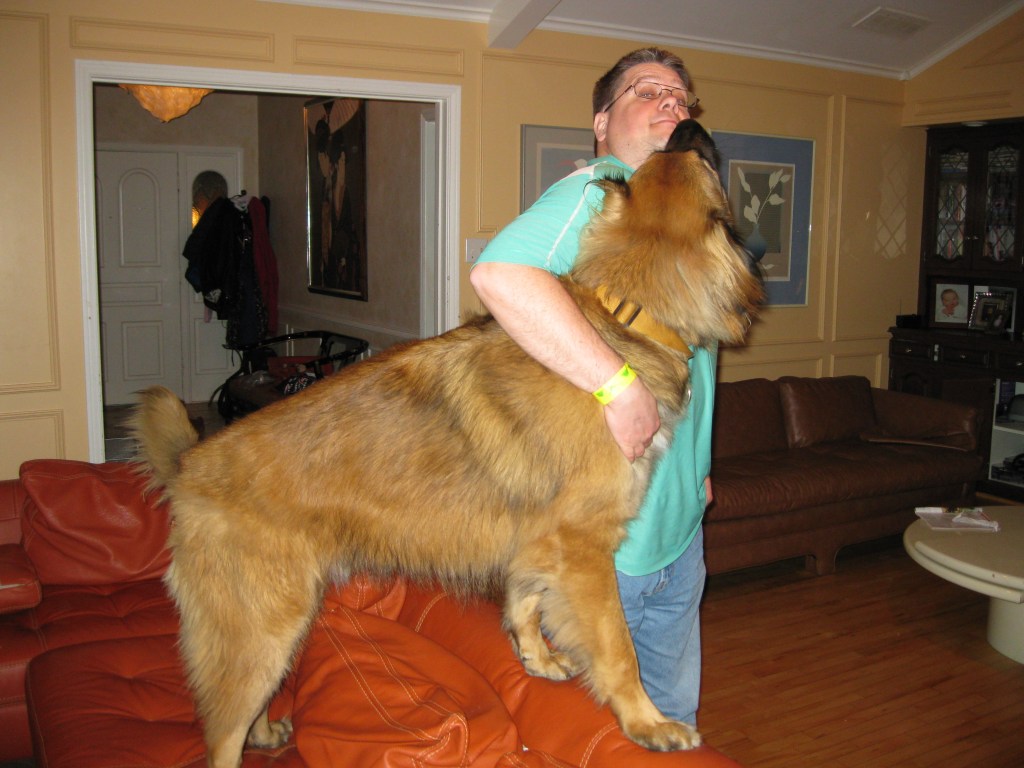 Photo of our Leonberger Bronco at a young age, jumping up to give me a hug.
