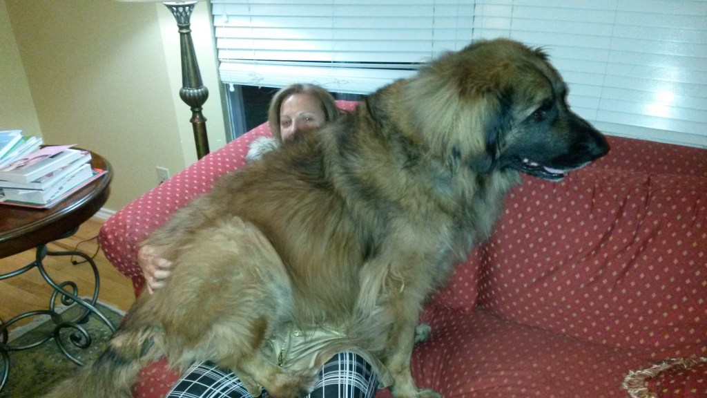 Photo of our Leonberger Bronco sitting in Claudia’s lap.
