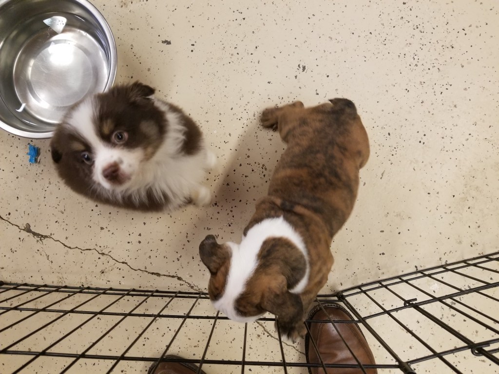 Photo of our mini-Australian Shepherd Rollo when we picked him up at the breeder when he was just a little puppy 8 weeks old. We were picking him up. The other puppy is an English Bulldog.
