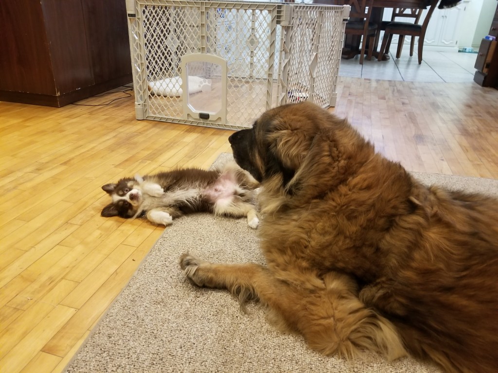 Photo of our mini-Australian Shepherd Rollo lying sideways in front of our Leonberger Bronco. He wants to play.