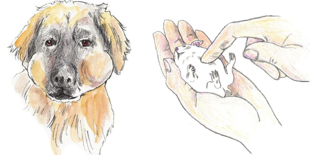 Bronco’s Hamster Search and Rescue. Click on the image to see this one-year-old blog post. On the left, Bronco's cheeks holding two hamsters. On the right Claudia doing hamster CPR.