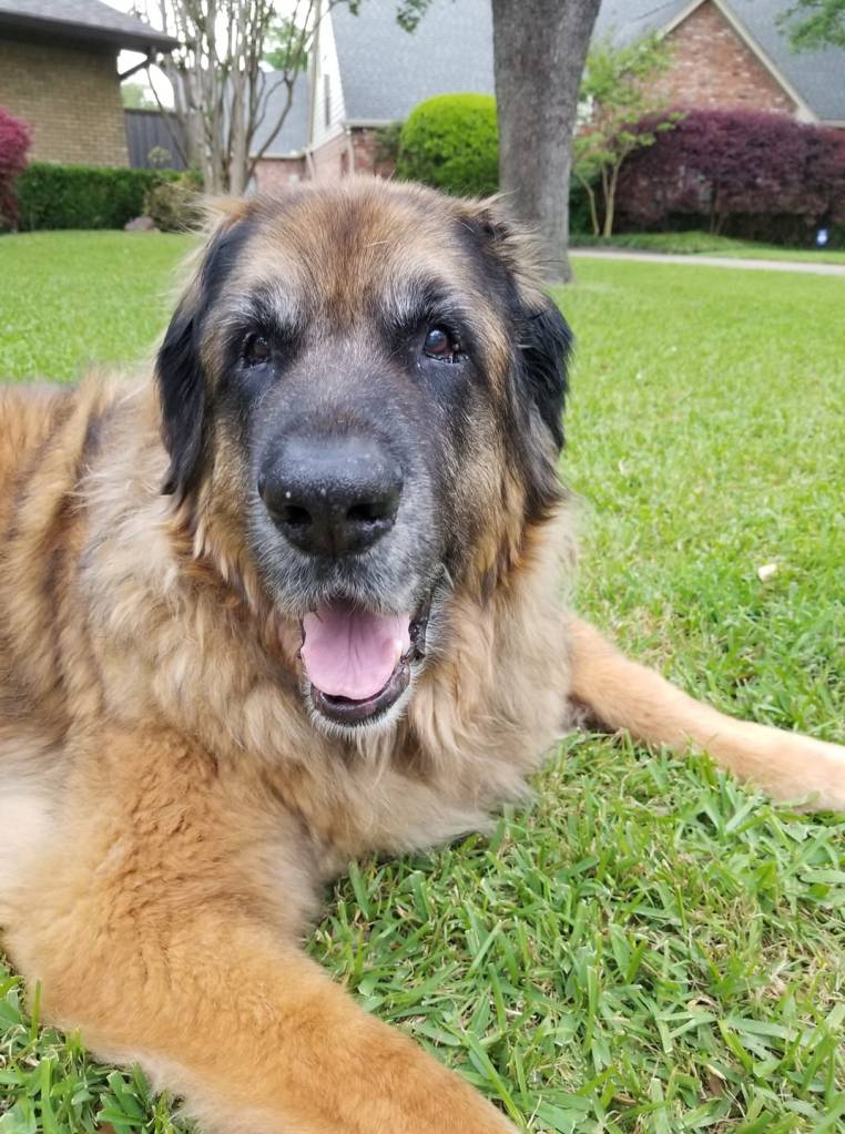 This is a photo of our Leonberger Bronco lying in the grass. He is old and tired and his face has gray hair.