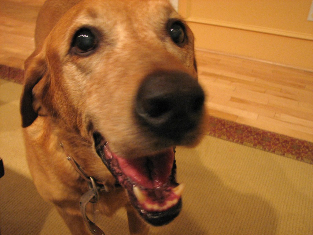 Close up photo of Baylor our sweet Labrador.