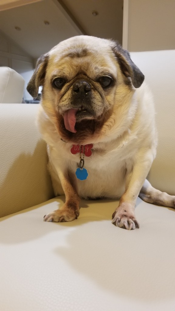 This is a photo of Daisy (sitting on furniture) that I took a few minutes ago. She is alive today, thanks to Bronco and she is 14 ½ years old.