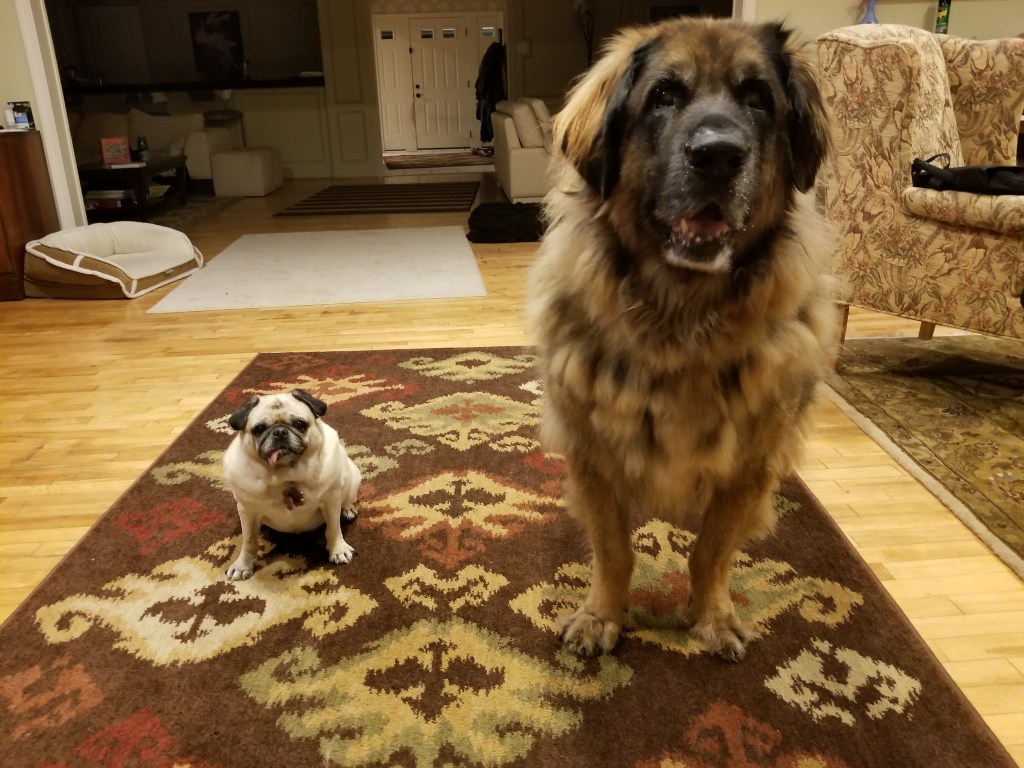 Our Pug Daisy (left) with our Leonberger Bronco (right). Small dog and big dog.