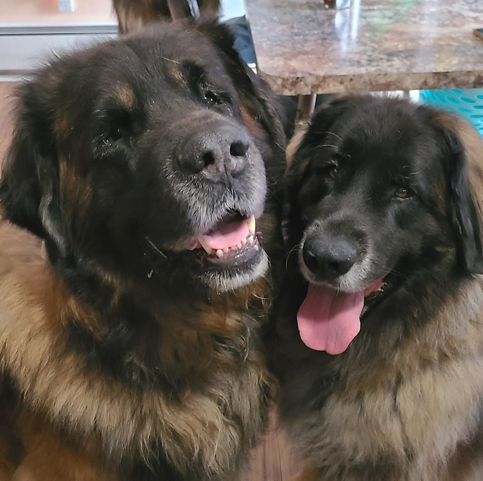 A photo of Digory and Obi, two Leonbergers.