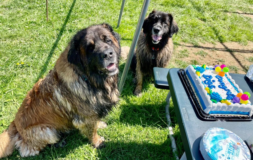 Photo of two Leonbergers standing in front of a table with a cake.