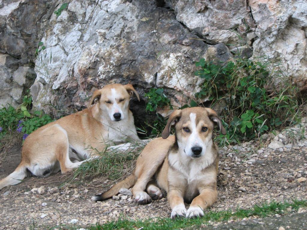 Photo of stray dogs by the Bran Castle.