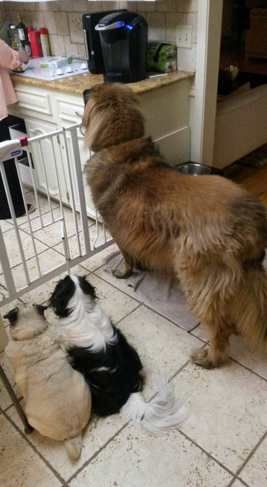 Three dogs waiting for snack, left to right, a Pug, a Japanese chin, a Leonberger.