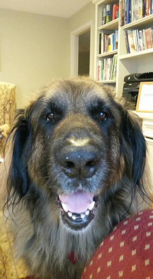 Close up photo of our Leonberger Bronco's face.
