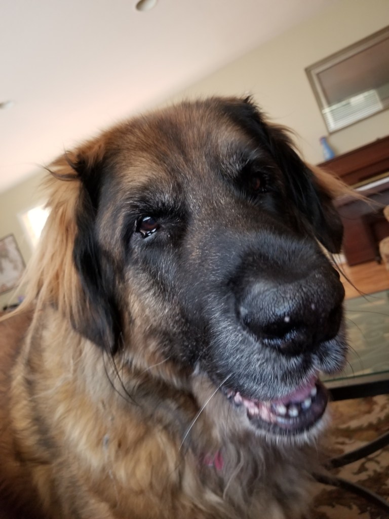Close up photo of our Leonberger Bronco's face.