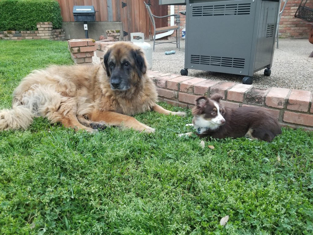 Photo of my backyard with our Leonberger Bronco and mini-Australian Shepherd Rollo lying in the grass.