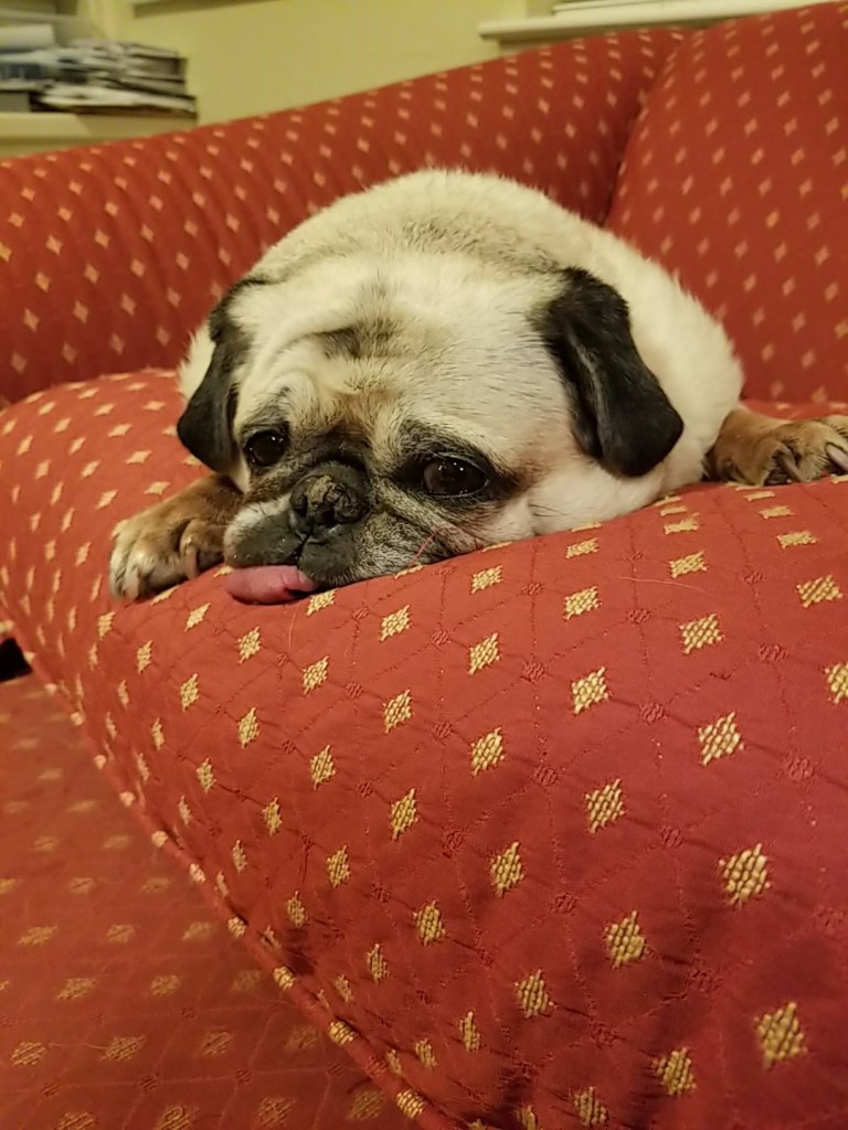 Our pug Daisy lying on the sofa all exhausted