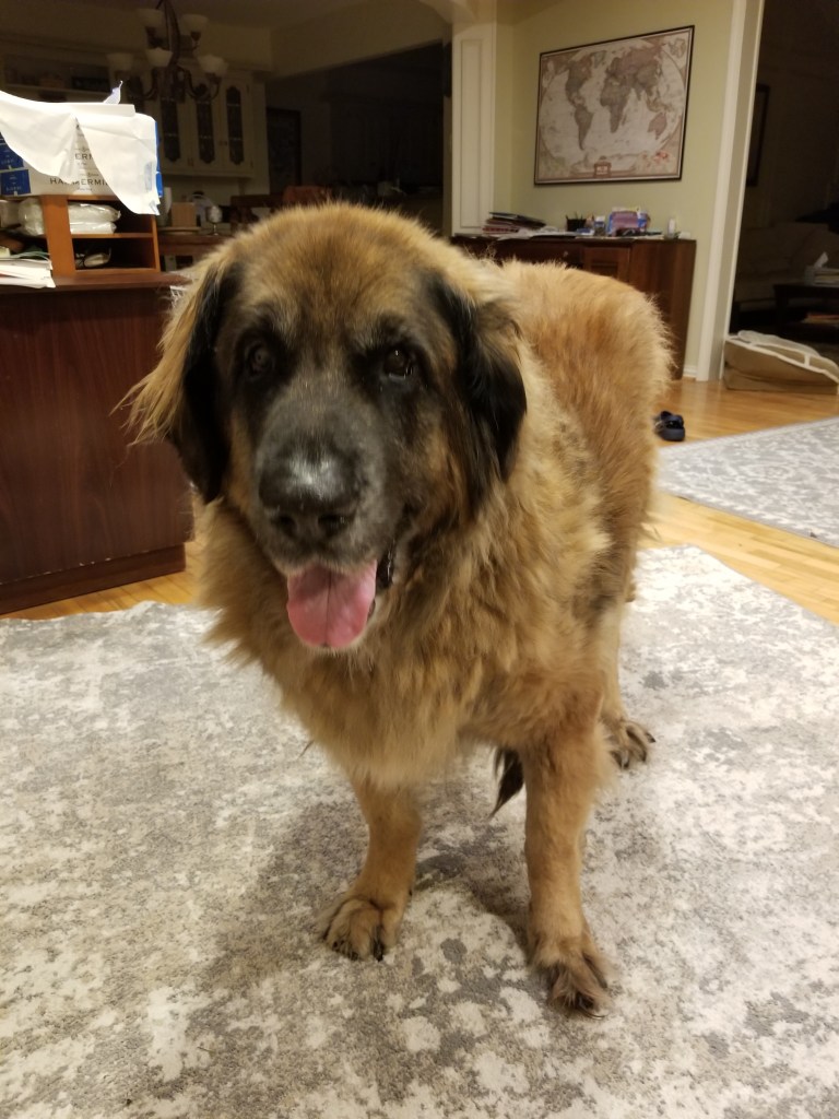 Our Leonberger Bronco standing on the carpet
