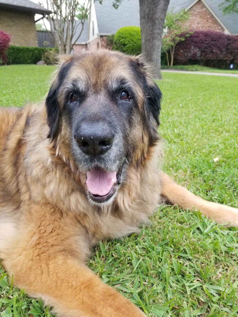 Our old Leonberger lying in the grass. He is approaching 13 years old.
