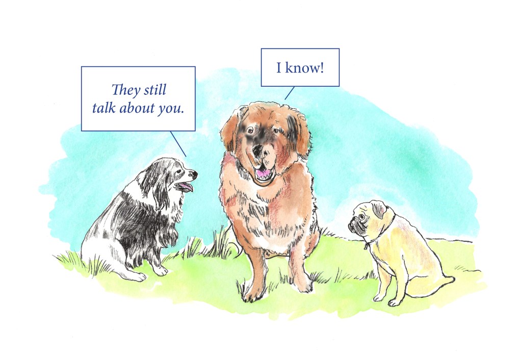 Illustration by Naomi Rosenblatt showing our Leonberger Bronco in the middle with our mini-Australian Shepherd Rollo on his left and our Pug Daisy on the right. Rollo is saying "they still talk about you". Bronco is saying "I know".