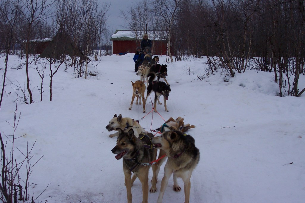 Photo of a dogsled with 8 dogs. My wife and kids are on the sled in the back.