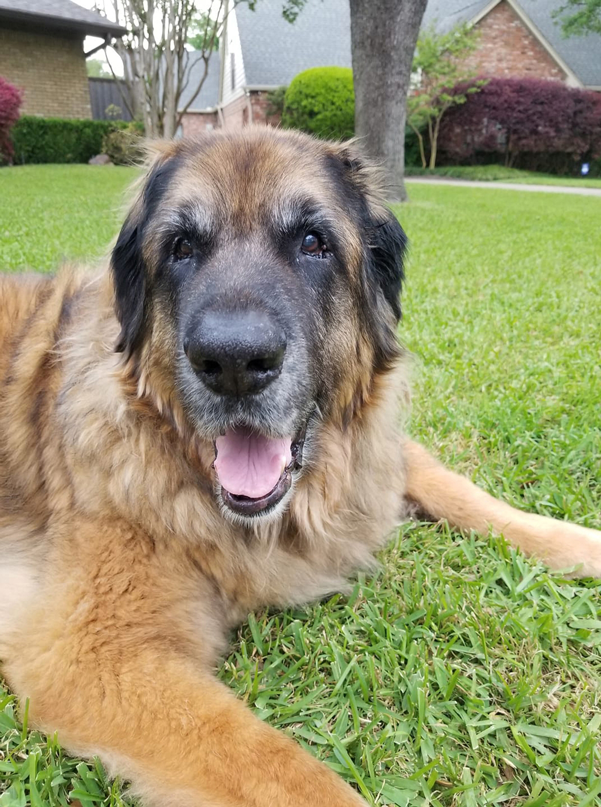 Our Leonberger Bronco lying in the grass. He is very old in this photo. Almost 13 years old. We were out for a walk.