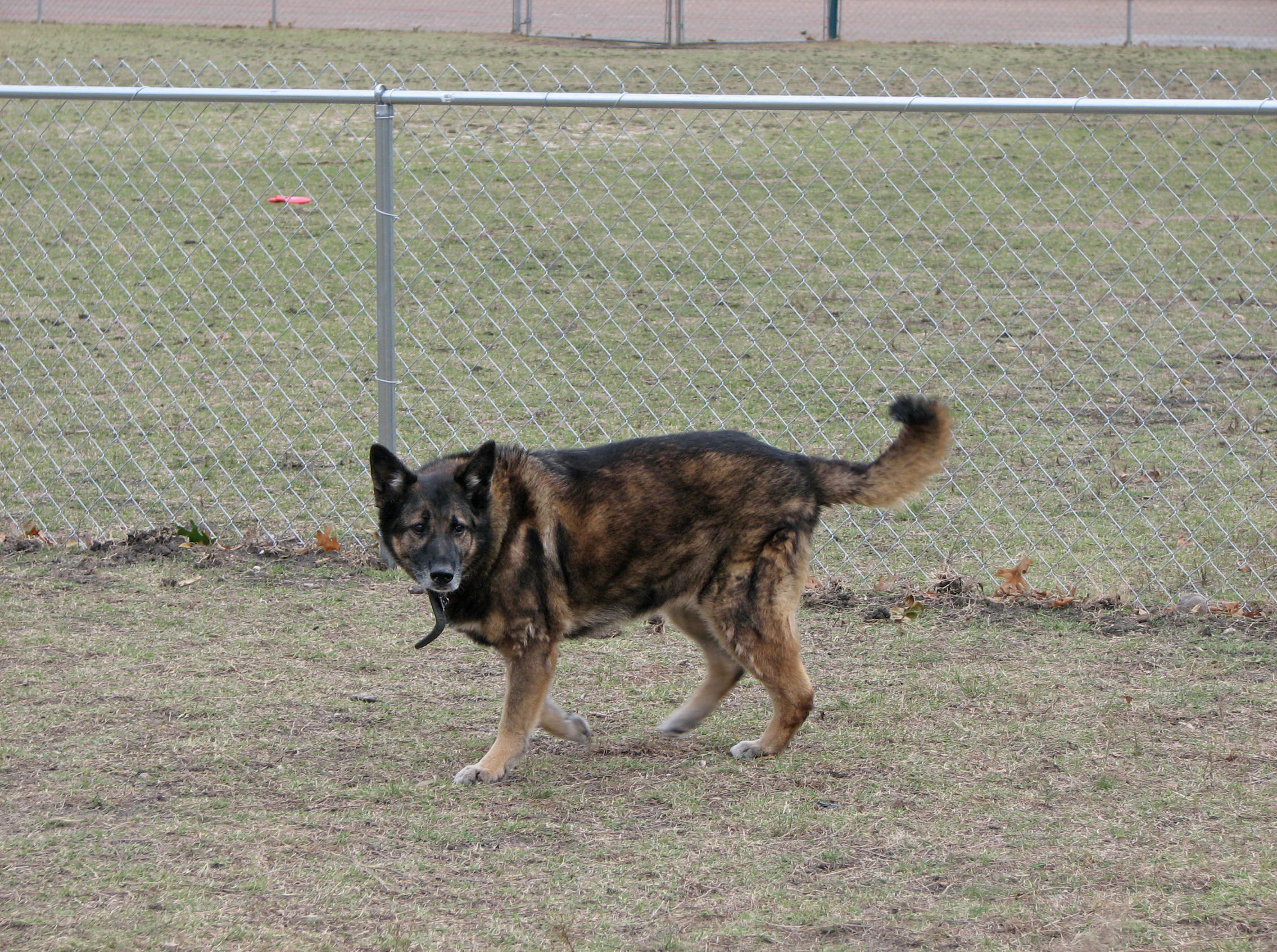 Our German Shepherd Baby at the dog park