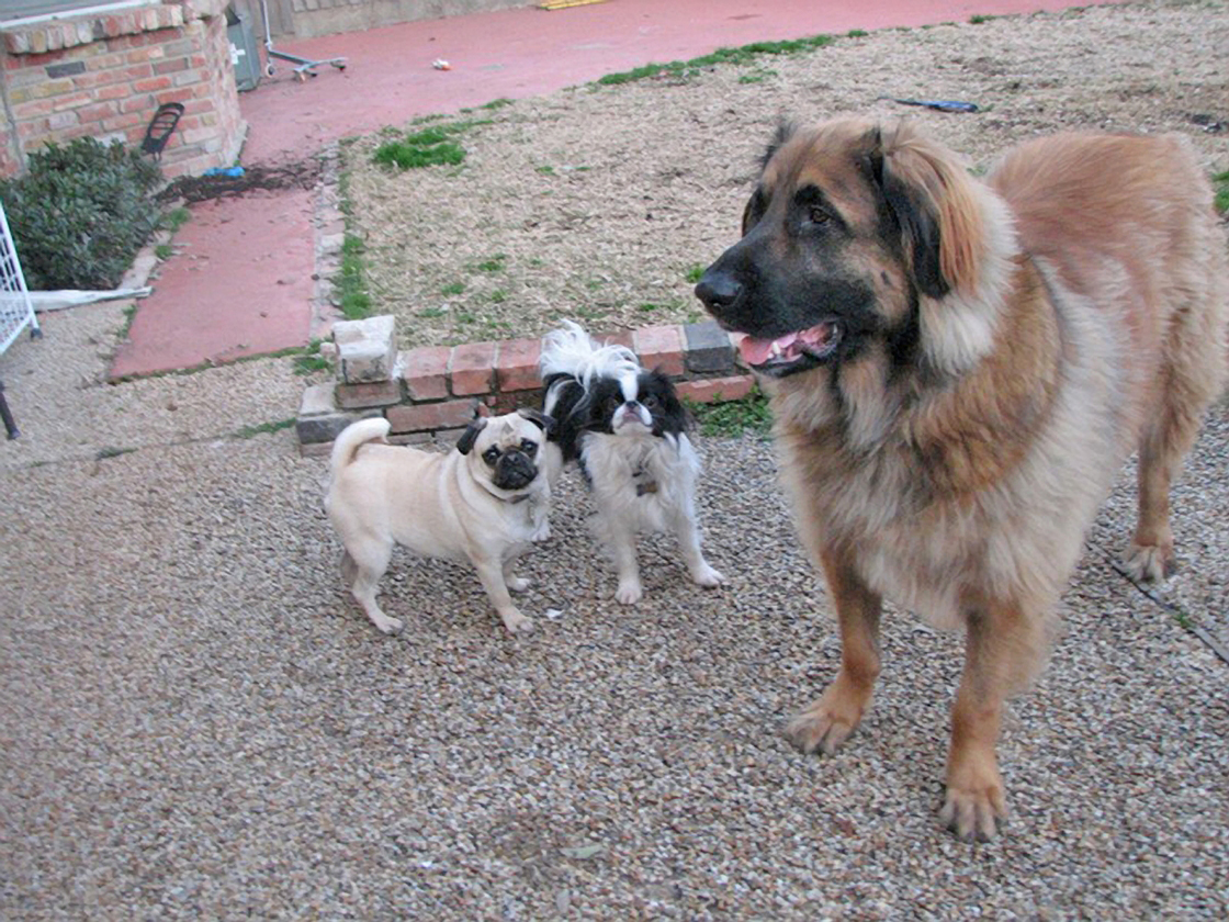 Our Pug Daisy, Japanese Chin Ryu and Leonberger Bronco.