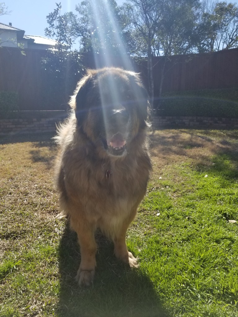 Photo of our Leonberger Bronco on the lawn with a sun ray shining over his head