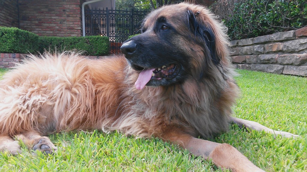 The image shows the Leonberger lying in the green grass. Click on the image to go to the paperback version on Amazon.com.