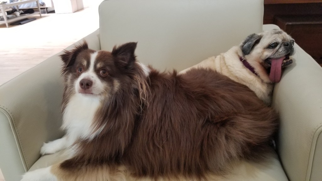 In this photo of our mini-Australian Shepherd Rollo and our Pug Daisy, Rollo is in front and Daisy in the back. They are sitting on a white sofa chair.