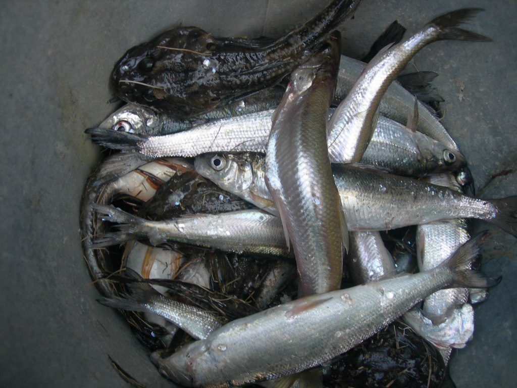 A dozen herrings and a fish called simpa.