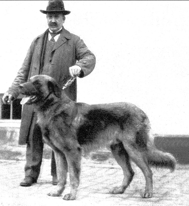 There is a big Leonberger in the middle of the photo and behind is his handler a man with a moustache and a hat.