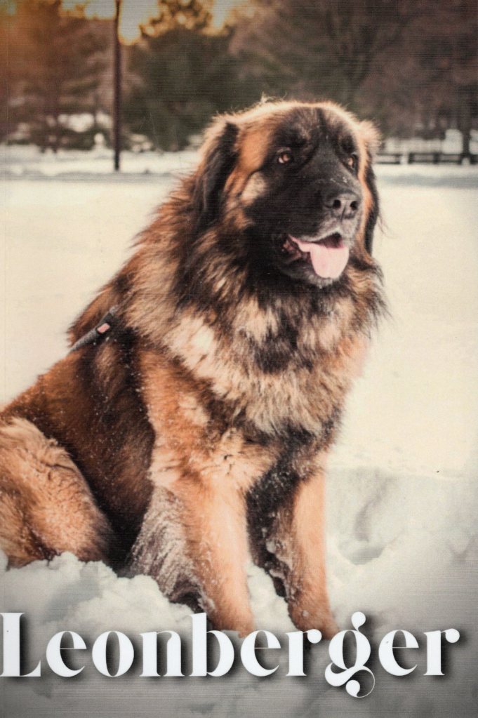 Front cover of “Leonberger” by Nina Pultova shows a big male Leonberger standing sitting in snow.