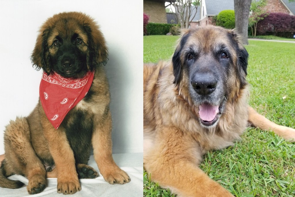 The image shows two photos. On the left is Leonberger puppy wearing scarf. On the right is an old Leonberger lying in the frass. Click on the image to go to the Goodreads location for the book.