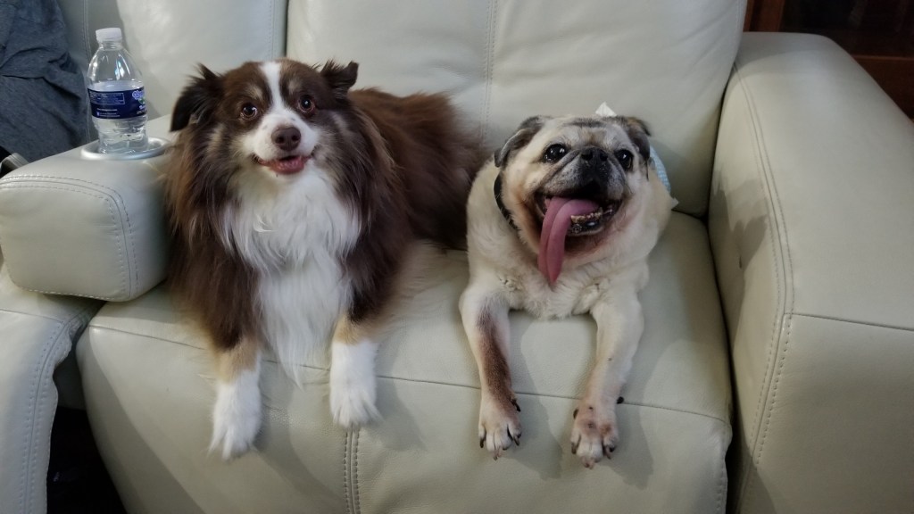 Rollo our mini-Australian Shepherd (left) and Daisy our Pug (right) sitting on a white sofa chair.
