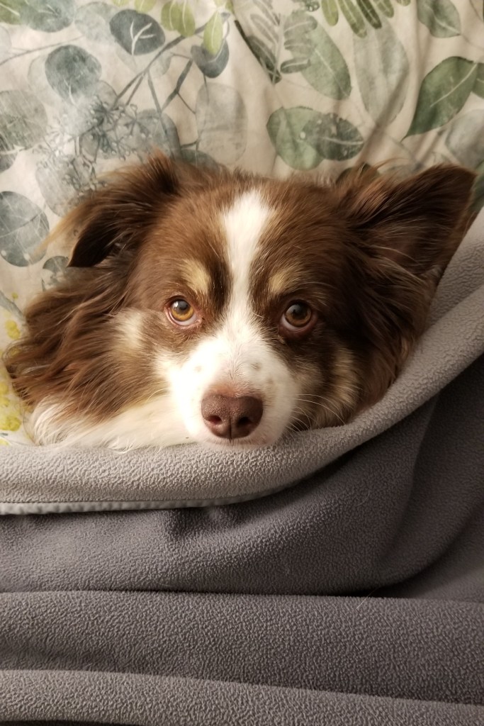The head of our mini-Australian Shepherd sticking out from under the covers on our bed.