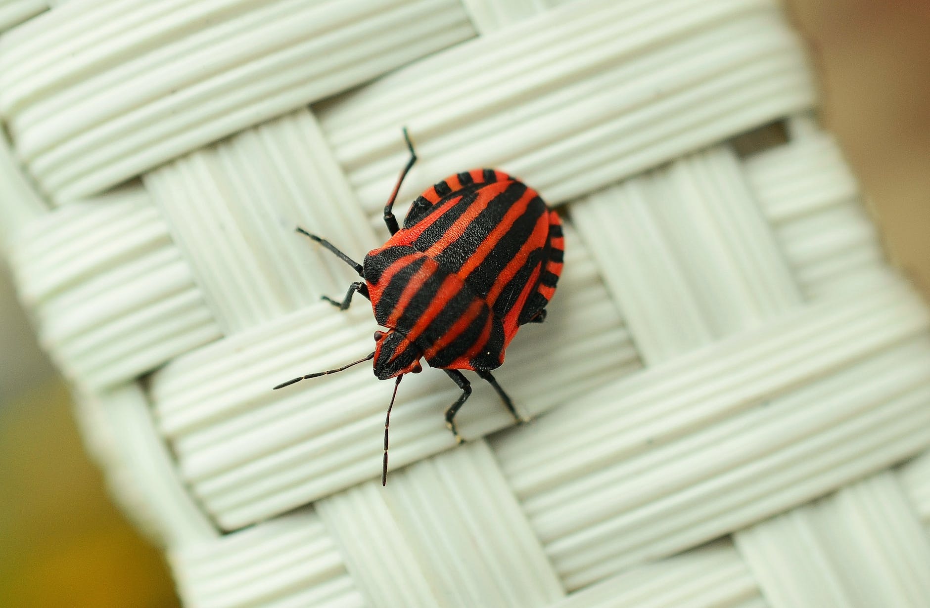 A pexels image showing a bug with orange and black stripes.