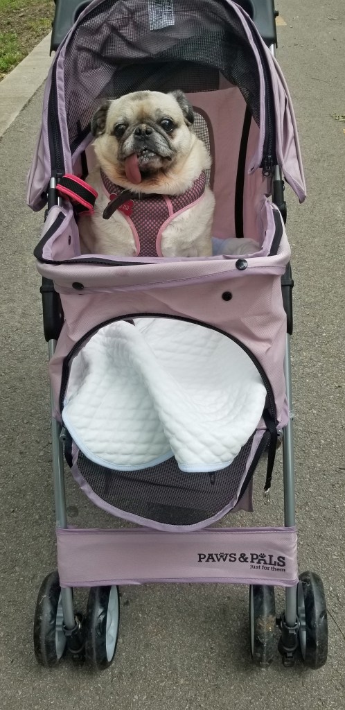 Daisy is old and has arthritis so when we walk the dogs, we let her sit in a stroller. In this photo we are outside and she is sitting in the stroller.