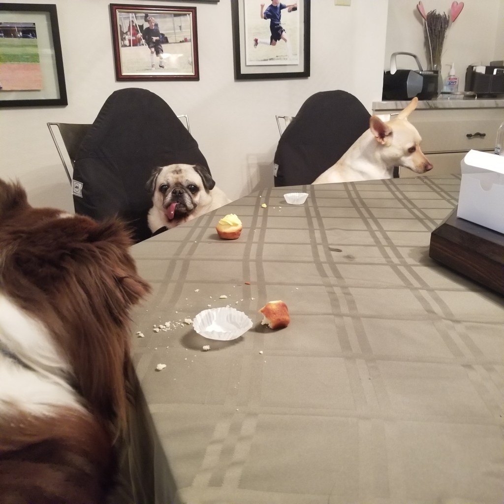 Three dogs around the table, celebrating Daisy's birthday. From the left to right, Rollo our mini-Australian Shepherd, Daisy our Pug, and then Oslo a mixed breed.
