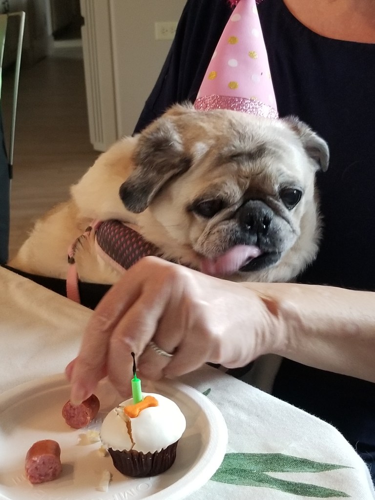 Our Pug Daisy is sitting in Claudia's lap while Claudia is feeding her pupcake and hot dogs.
