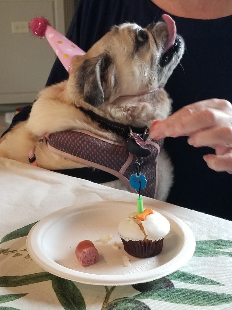 Our Pug Daisy is sitting in Claudia's lap while looking up at her.