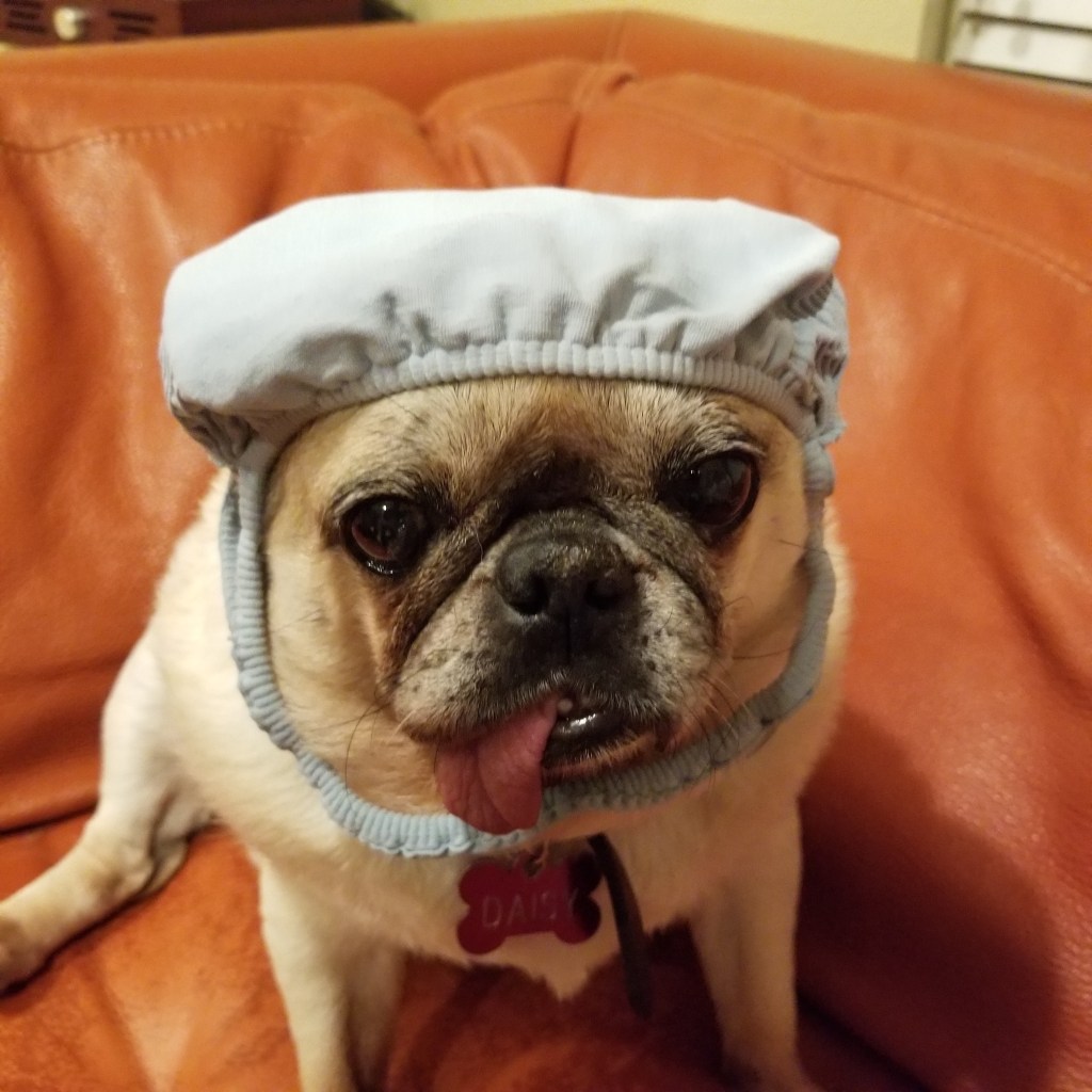 Daisy our Pug wearing a nurse hat