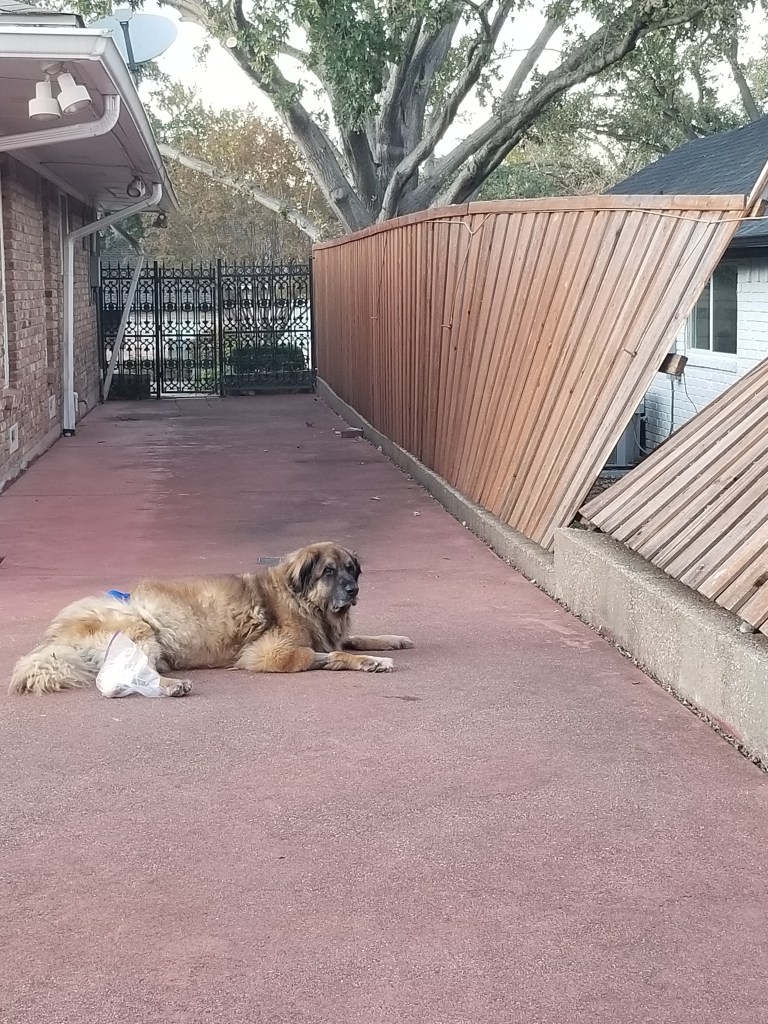 The photo shows our old Leonberger Bronco in front of a broken fence. His leg is in a bandage and around it is a plastic bag.