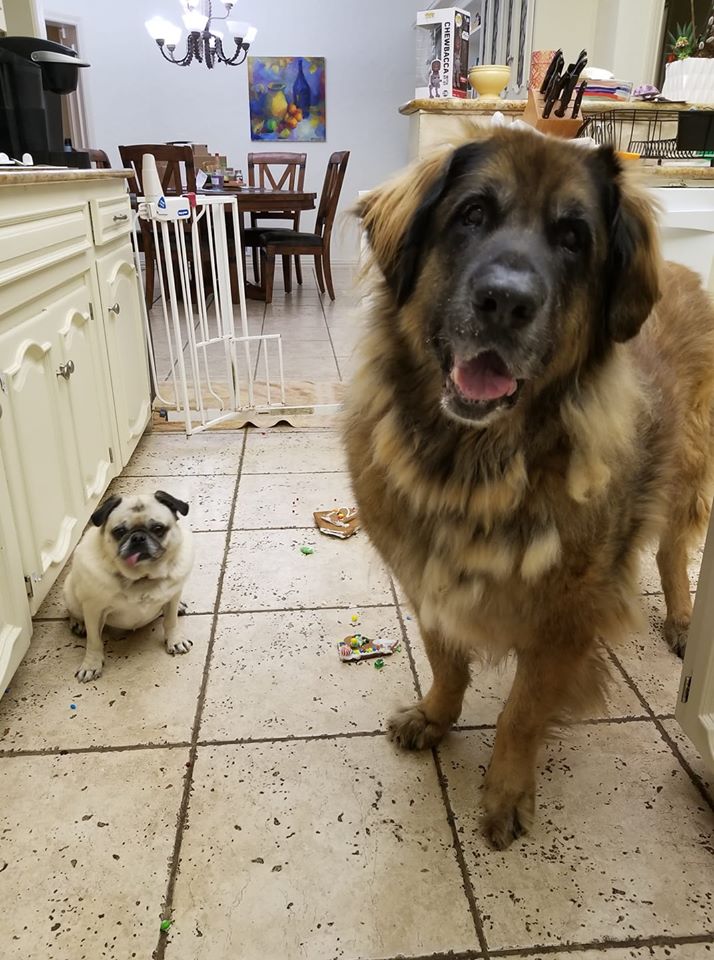 Daisy our Pug and Bronco our Leonberger are standing in the kitchen and they are sharing a smashed gingerbread house.