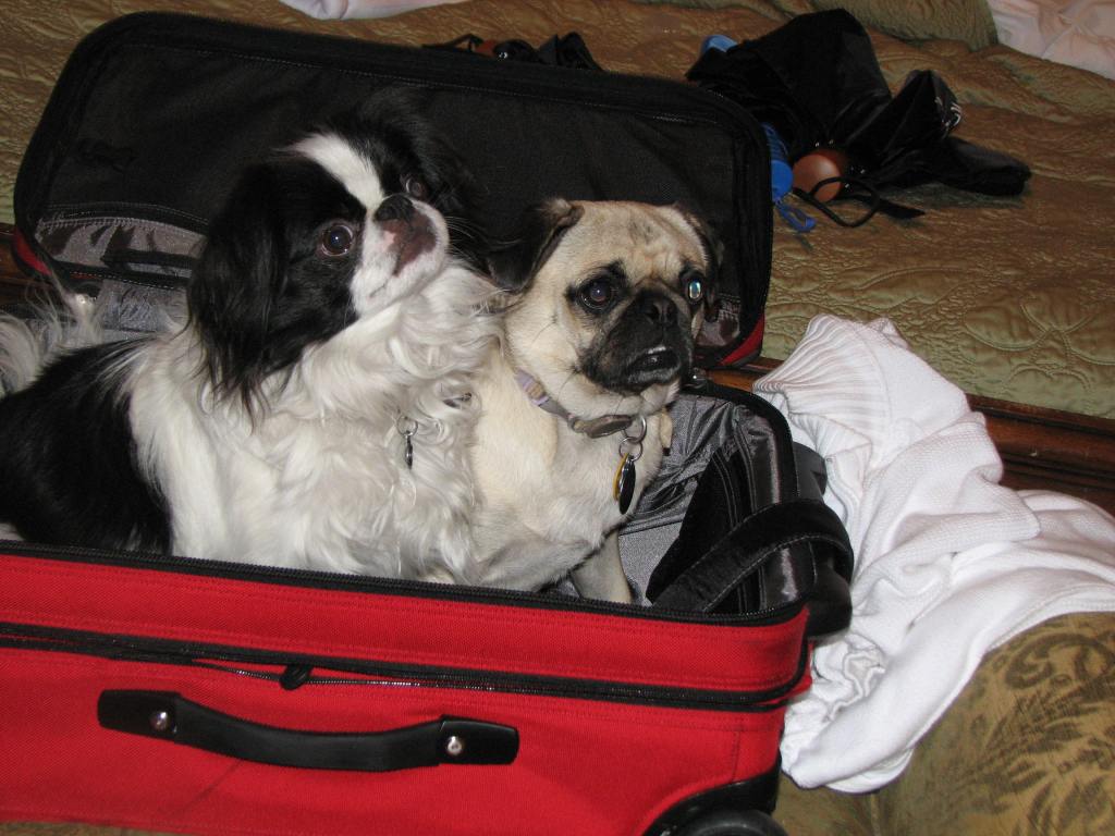 Photo of our Japanese Chin Ryu and our Pug Daisy sitting in our red suitcase.