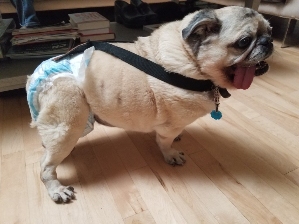 Daisy our pug standing on the wood floor wearing a blue diaper and her suspenders.