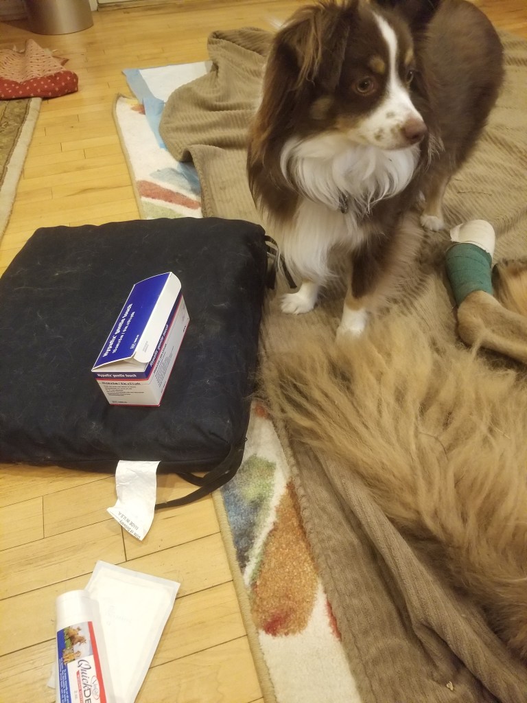 Rollo our mini-Australian Shepherd is standing next to Bronco our Leonberger. He is looking at Bronco and the bandage equipment.