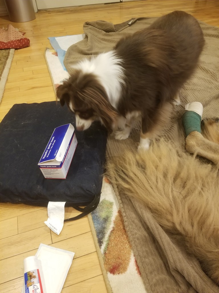Rollo our mini-Australian Shepherd is standing next to Bronco our Leonberger. He is sniffing the Hypafix tape.