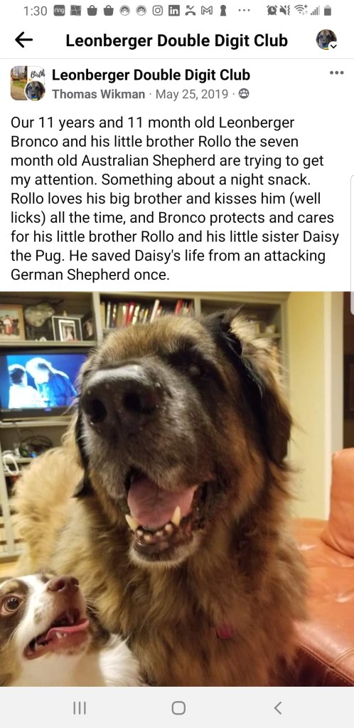Photo of our Leonberger Bronco and our mini-Australian Shepherd Rollo in the lower right corner. Both close up to my face.