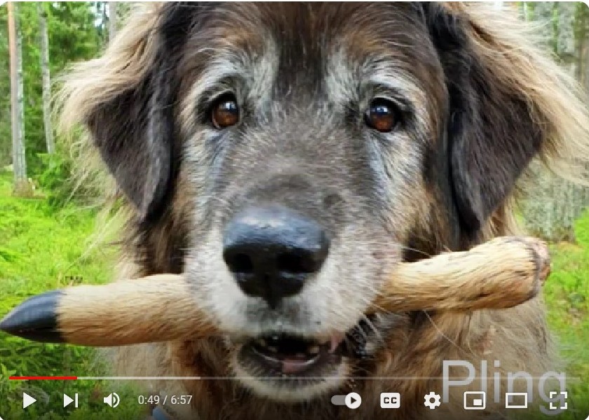 Pling the Leonberger from Sweden is holding a stick in her mouth.
