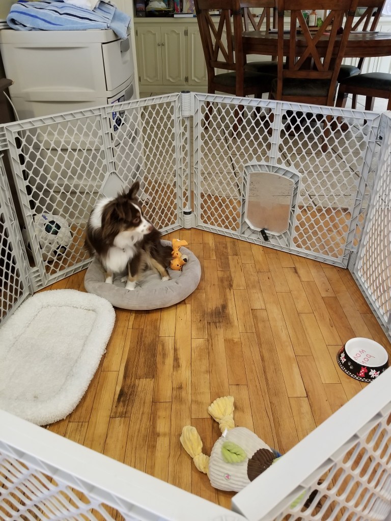 Picture of our mini-Australian Shepherd Rollo inside a playpen. He has a toy and water.