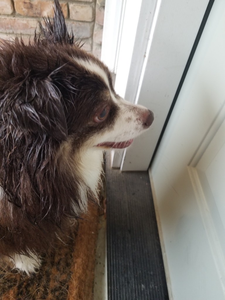Our wet mini-Australian Shepherd Rollo in front if the front door.