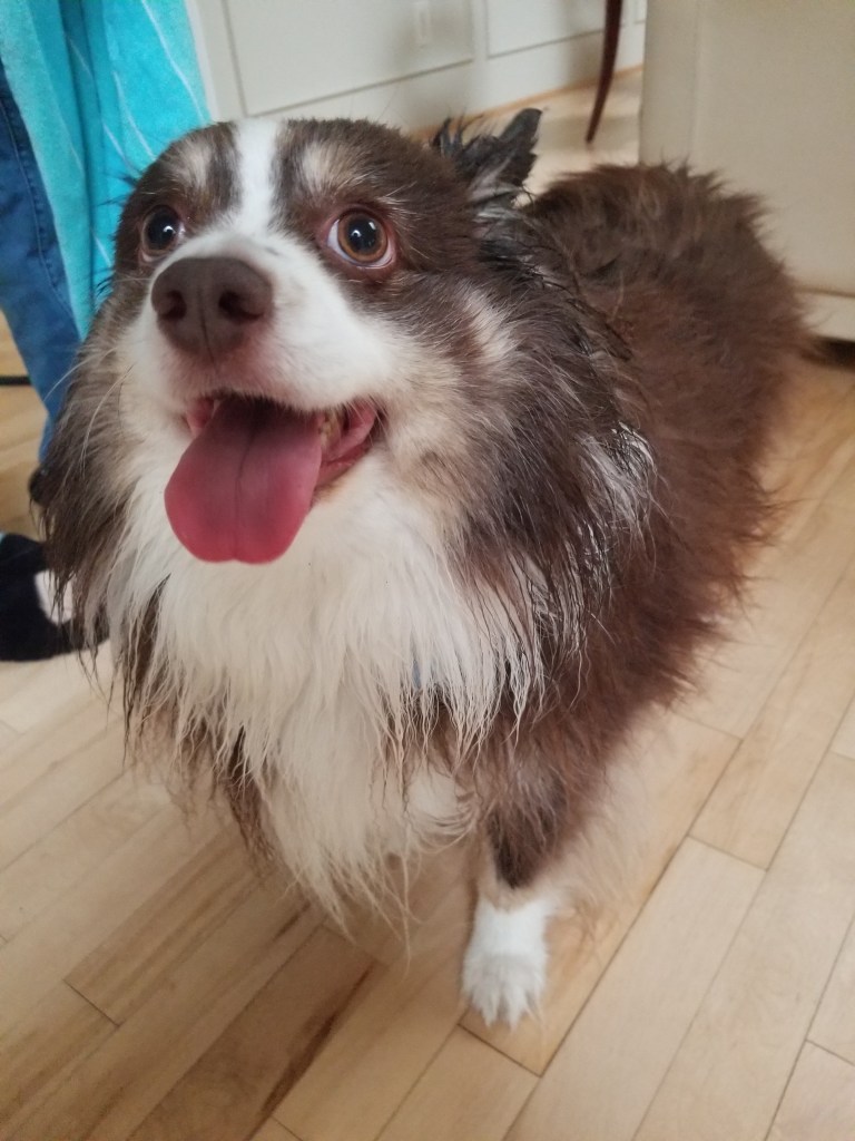 our mini-Australian Shepherd Rollo inside but still a little bit wet
